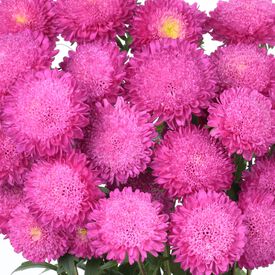 Bonita Pink, Aster Seeds